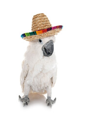 White cockatoo in studio © cynoclub