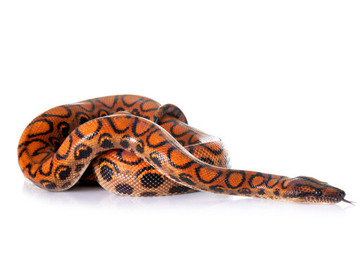 Rainbow boa in studio