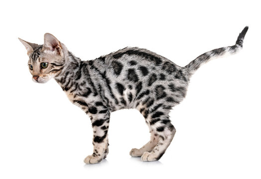 bengal kitten in studio