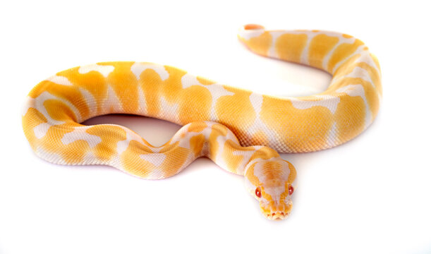 royal python in studio