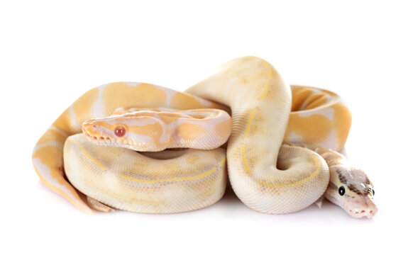 royal pythons in studio