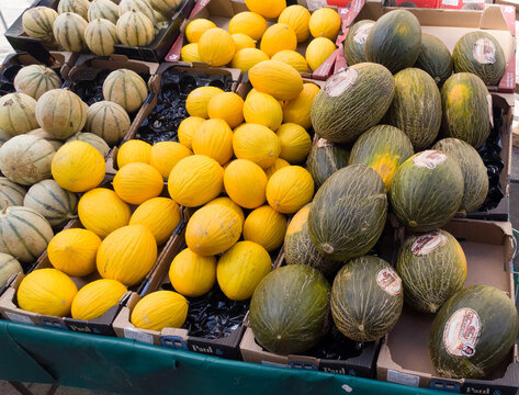 Fresh melons, including cantaloupe, canary, and piel de sapo varieties, on display at an outdoor market
