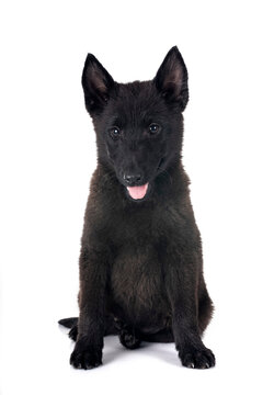  young Schipperke in studio