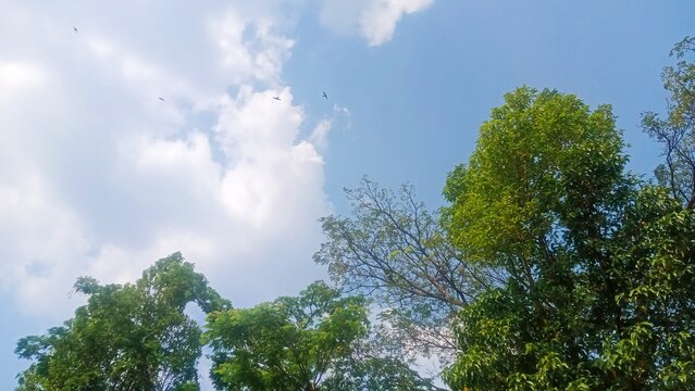Bottom up view of lush green tree branches under a cloudy blue sky with small birds.