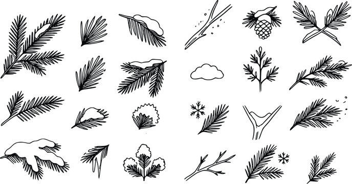 Pine branch collection featuring various evergreen needles fir foliage and winter elements in a hand drawn vector illustration style set