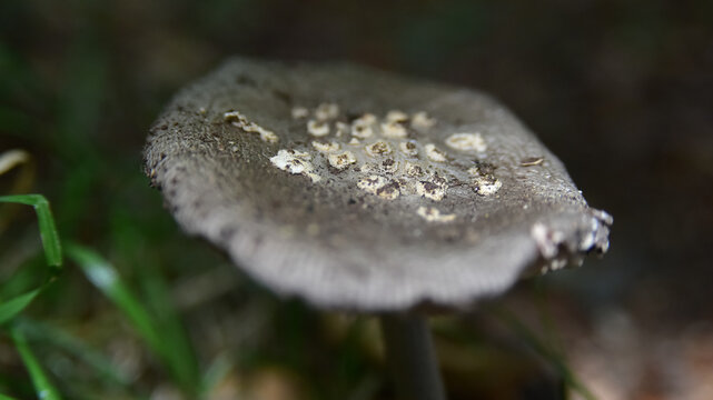 mushroom in the woods