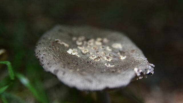 mushroom in the forest