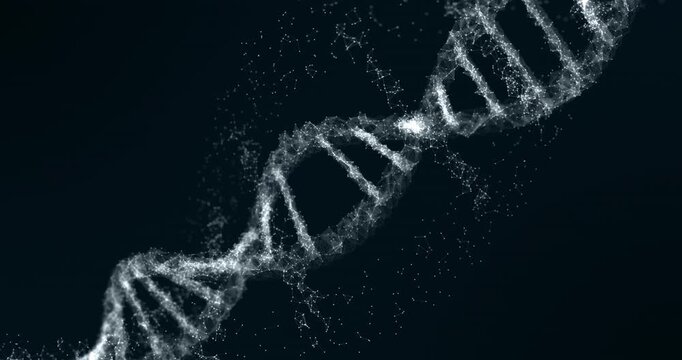 Digital 3D DNA double helix model spinning seamlessly loop. Science and Medical Concept.