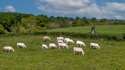 Fototapeta premium Vache charolaises broutant dans un pré dans la campagne du département de l'Allier en France au printemps