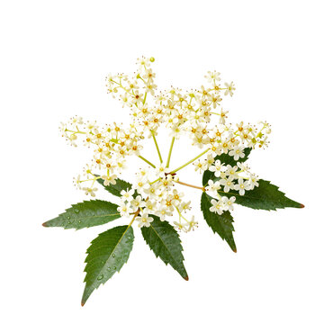 Cluster of delicate white elderflower blossoms with green leaves and water droplets