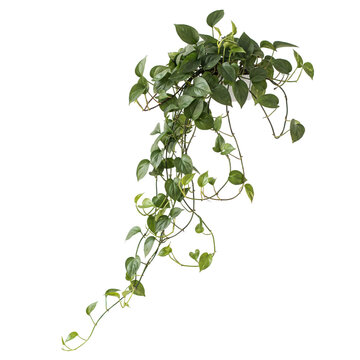 Potted epipremnum aureum plant with long trailing green heart shaped leaves isolated on a transparent background