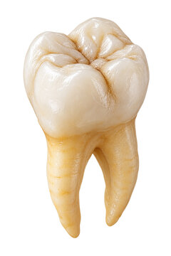 healthy molar tooth anatomy
