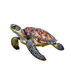 Fototapeta premium Detailed illustration of a green sea turtle swimming with its shell visible and wings extended