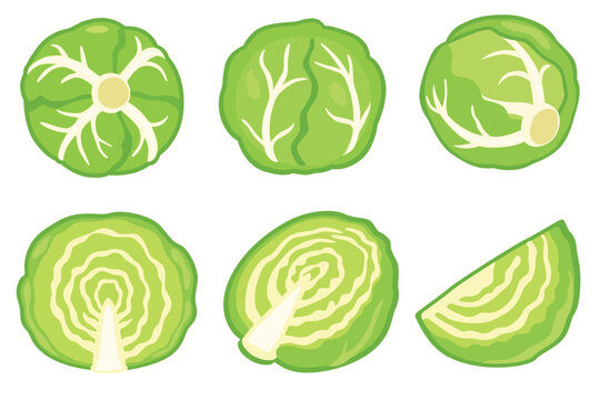 cabbage vector logo isolated on white background.