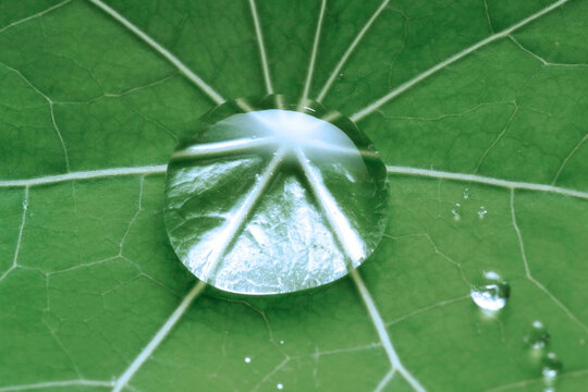Waterdrop on nasturtium leaf