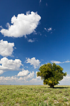 Camel-thorn tree on savanna under blue sky Central Kalahari Botswana