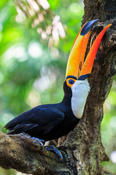 Brazil, Mato Grosso, Mato grosso do Sul, portrait of common toucan, Ramphastos toco
