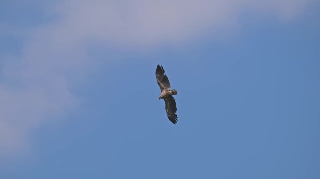 young white-tailed sea eagle (Haliaeetus albicilla) being harassed by common raven (Corvus corax)