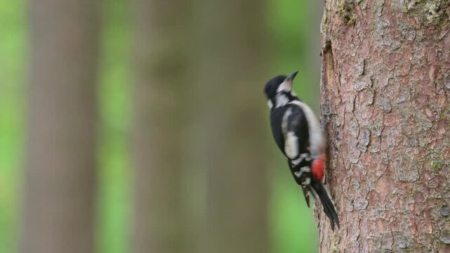 Great spotted woodpecker female feeding chicks at the nest hole in stem