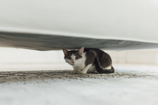 Timid cat looking away while hiding safely under bed. Mindful pet care and trauma informed approach to fearful rescue animal. Providing safe haven and respectful space for anxious domestic cat.