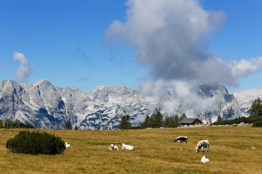 Austria, Upper Austria, Cows grazing grass at Totes Gebirge Mountains