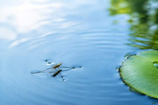 Water strider insect on calm blue water with lily pad, nature and aquatic ecosystem concept