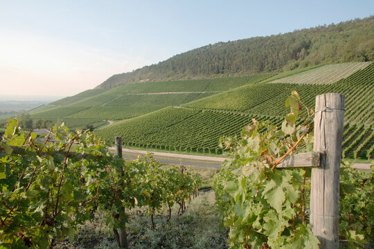 Germany, vineyards