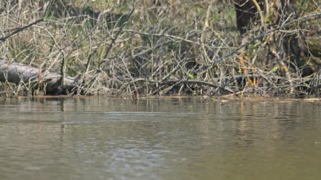 common Eurasian coot (Fulica atra) diving