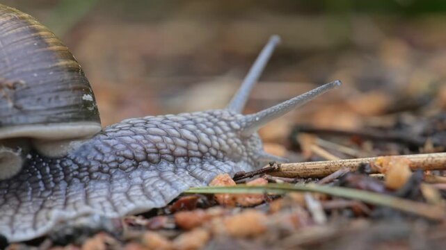 Roman, or Burgundy snail, or escargot (Helix pomatia) crawling over obstacles on the ground