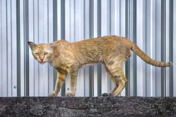 Scrappy Street Orange Tabby Cat. © Phannasit