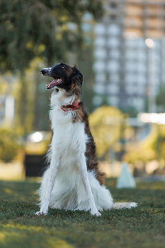 Borzoi dog  Long haired dog standing outdoors