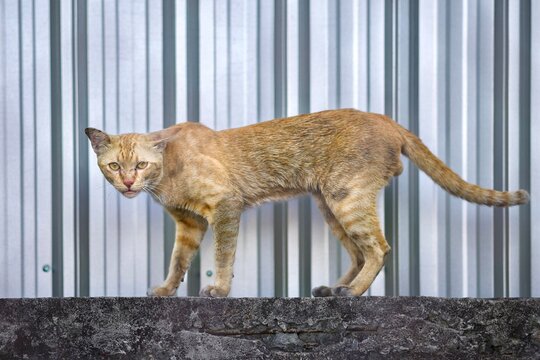 Scrappy Street Orange Tabby Cat.