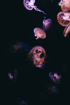 Bright jellyfish swim in a dark tank during an aquarium visit on a summer evening