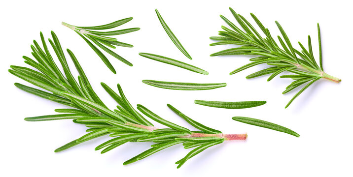 Fresh rosemary branches collection set on white background. Rosemary sprig macro studio photo. As design element