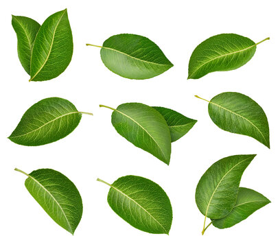 Green pear leaves isolated on white background. Fresh organic pear leaf with clipping path. As design element. Full depth of field