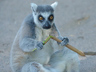 Ring-Tailed Lemur Sitting and Holding a Bamboo Branch © blueringmedia