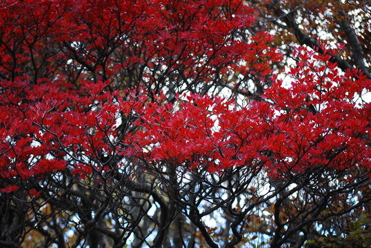 鮮やかに紅葉した美しい木々の枝と赤い葉