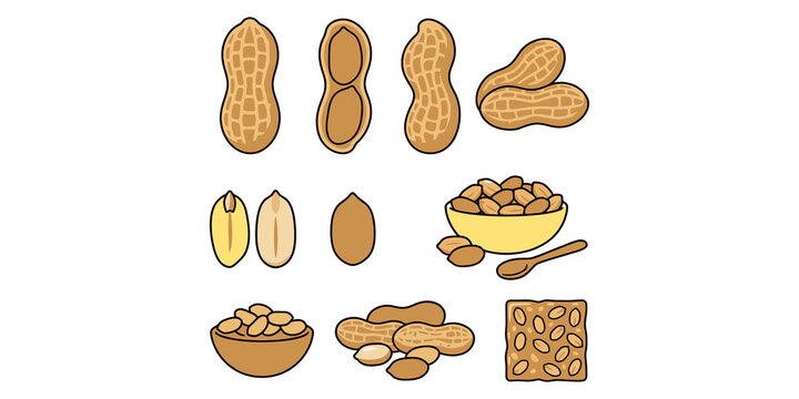 Raw peanuts collection with shells and kernels in bowls and spread out for healthy plant based snack and food ingredient.