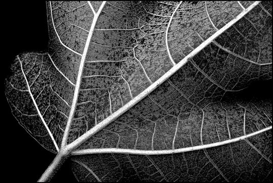 abstract leaf background