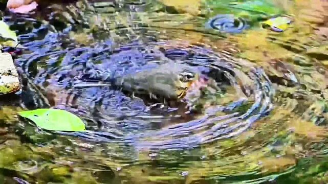 Tree Pipit Bathing in Clear Forest Stream