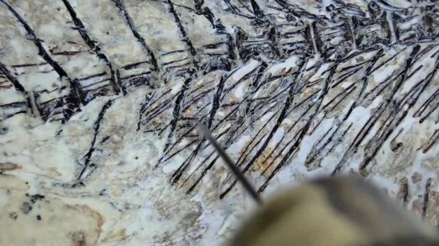 Restoration of a Fossil Fish Specimen