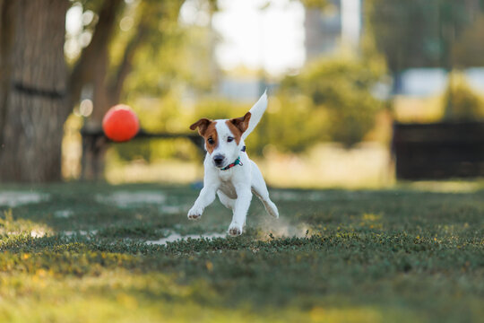  Jack Russell Terrier chasing ball