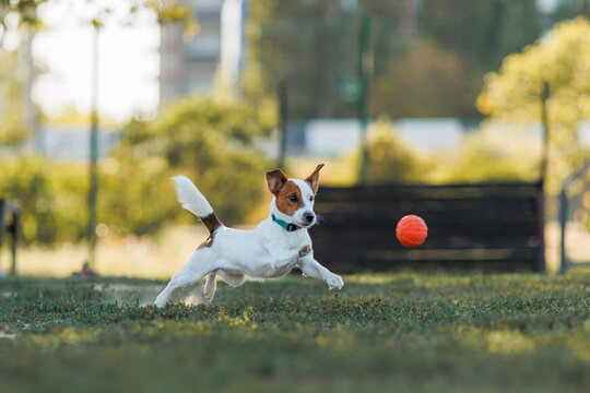  Jack Russell Terrier chasing ball