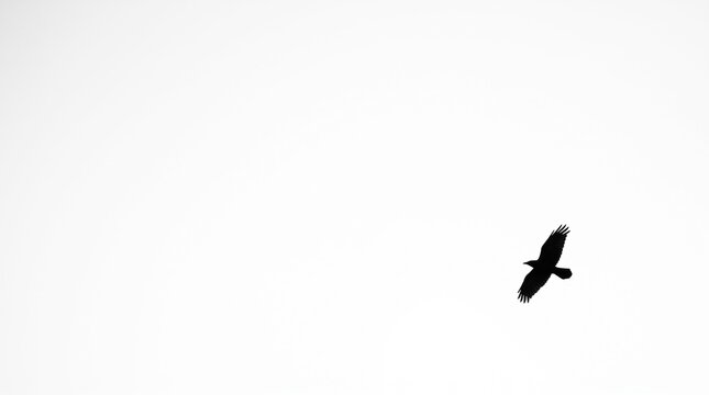 Minimalist stark black silhouette of a solitary bird flying against a pure white background