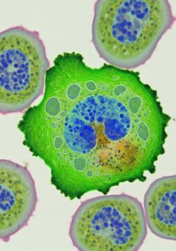 Microscopic visualization of cellular apoptosis during development showing shrinking membranes, nuclear fragmentation, and biological restructuring, system, cell, membrane