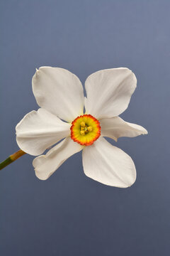 Poets daffodil white flower against blue background - Latin name - Narcissus poeticus