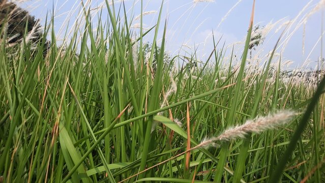 Low angle view of green cogon grass field with white fluffy flowers under bright sky