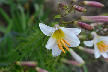Fototapeta premium Regal lily plant with beautiful white trumpet shaped flowers blooming alongside multiple purple tinted elongated buds - latin name - Lilium regale