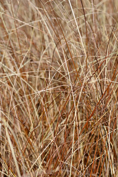 A close vertical shot of dense thin bronze and copper brown leaves on a leatherleaf sedge plant - latin name - Carex buchananii