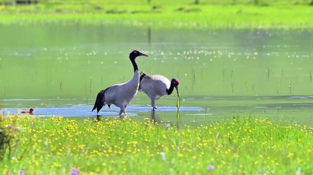 Black‑necked Crane Family Wading in Wetland with Yellow Wildflowers in Foreground